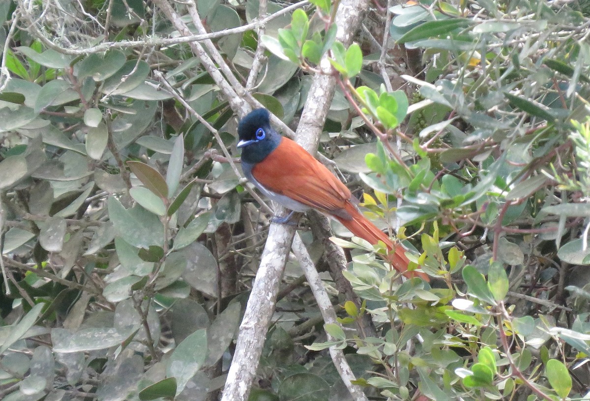African Paradise-Flycatcher - ML642965036