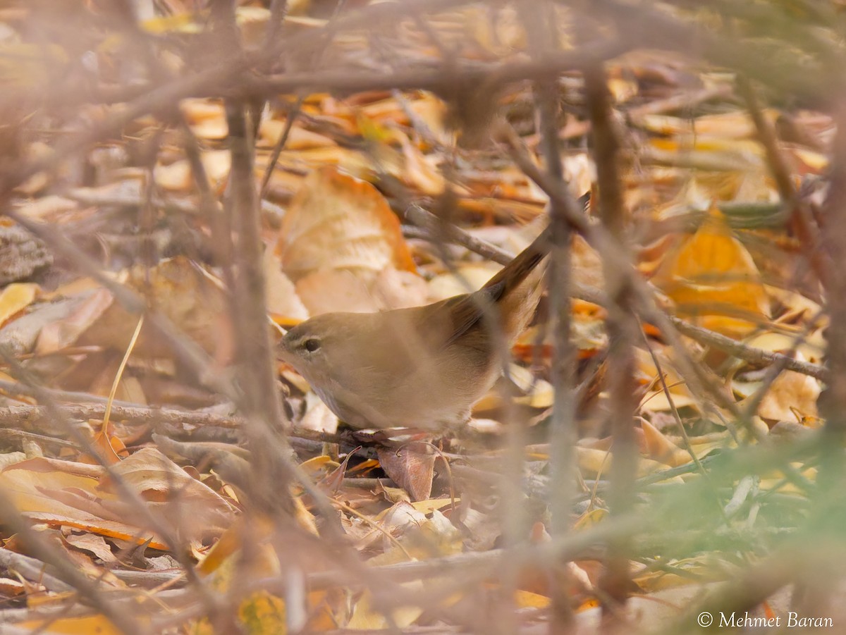 Cetti's Warbler - ML642965047