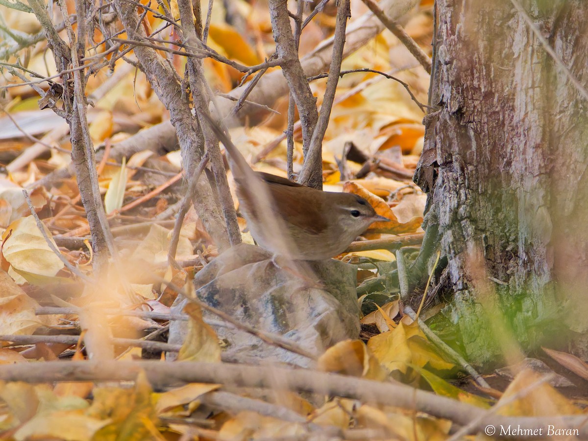 Cetti's Warbler - ML642965048