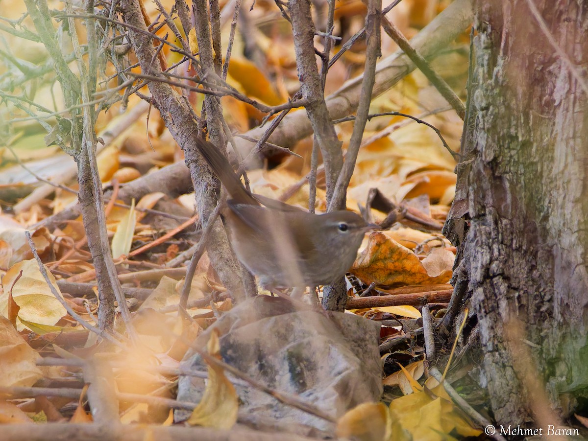 Cetti's Warbler - ML642965049