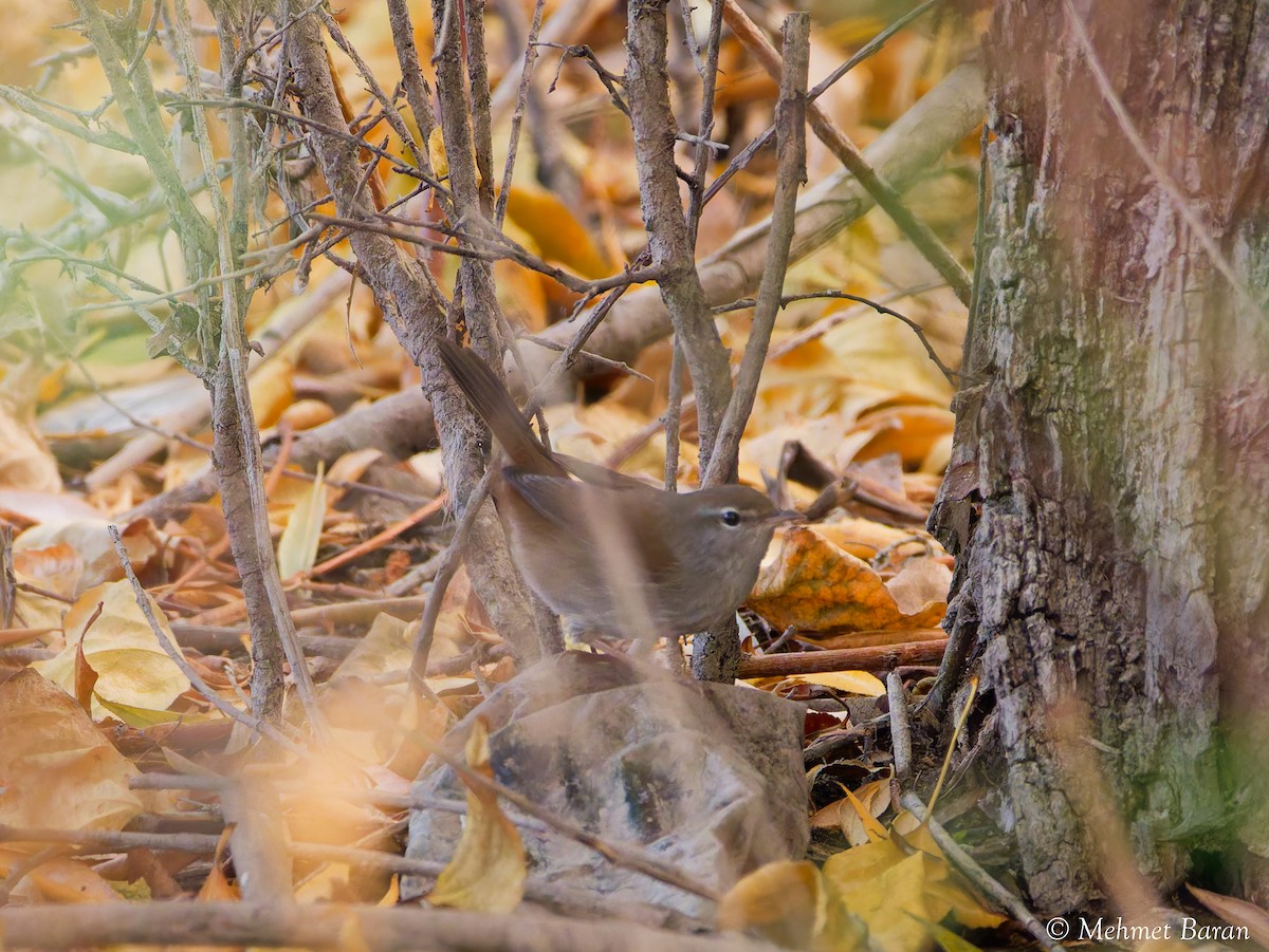 Cetti's Warbler - ML642965050