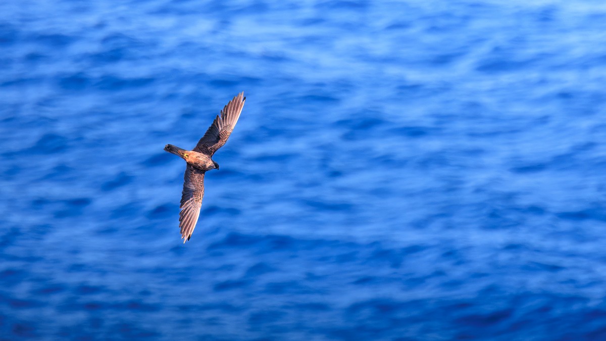 Eleonora's Falcon - ML642965054
