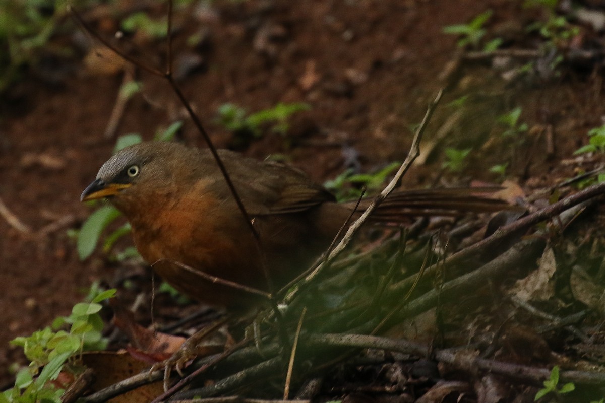 Rufous Babbler - ML642965056