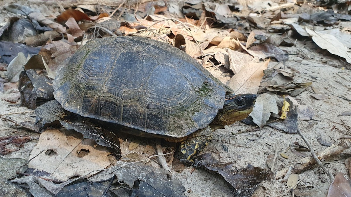 Tortoises - ML642965067