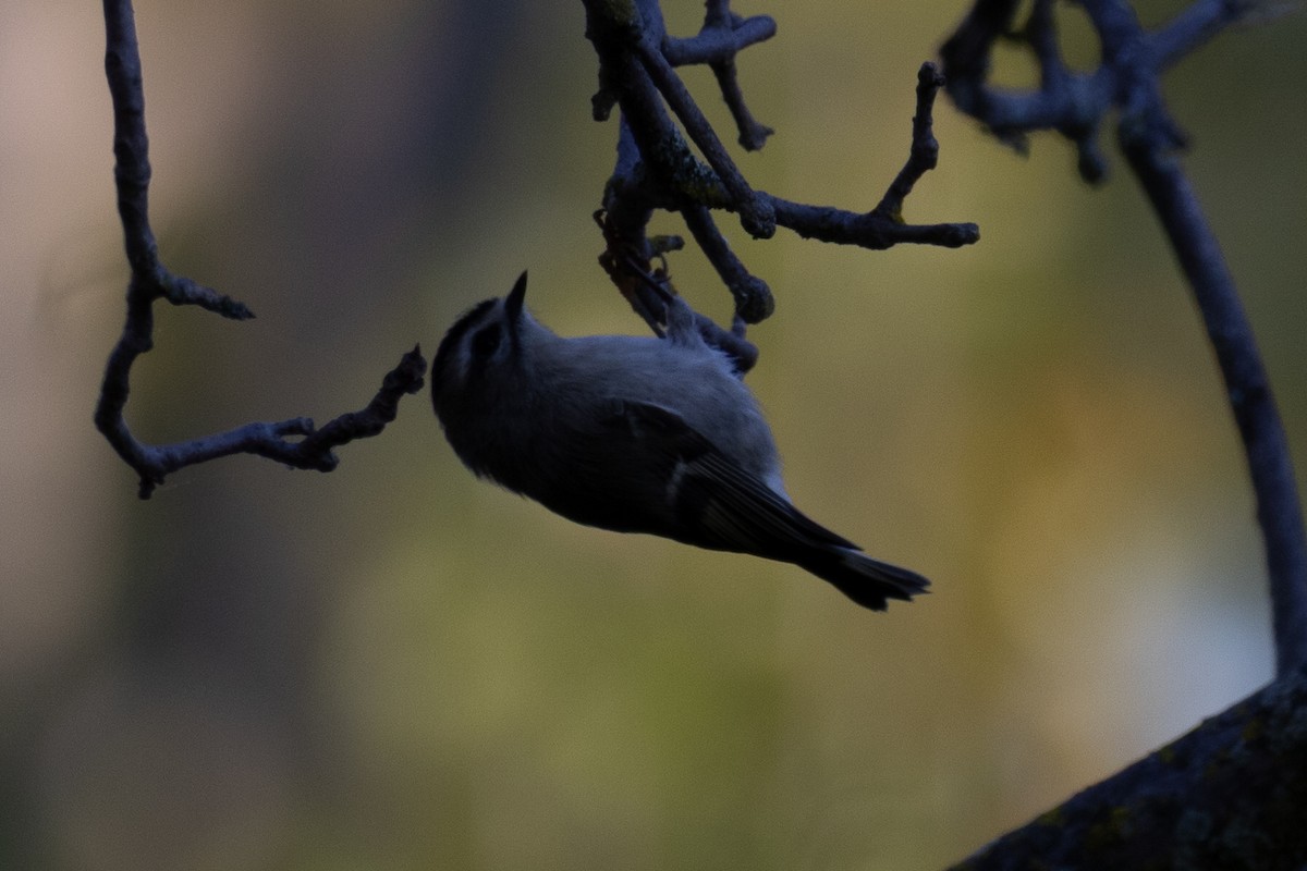 Golden-crowned Kinglet - ML642965071