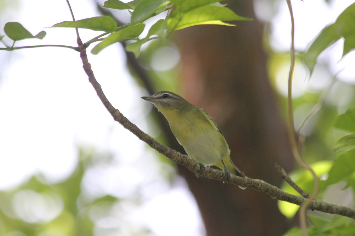 Vireo de Filadelfia - ML642965072