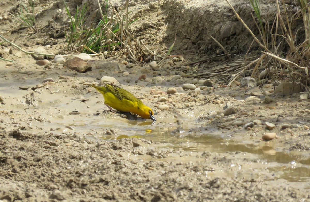 Cape Weaver - ML642965074