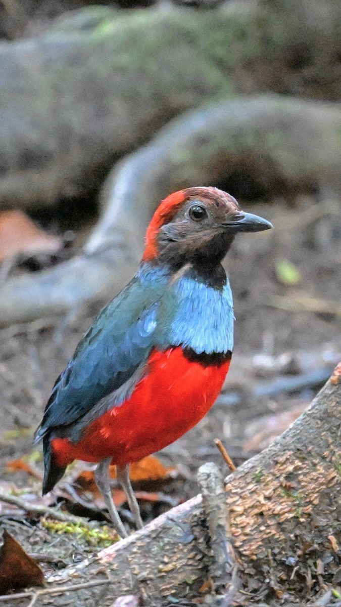 Papuan Pitta - ML642965085
