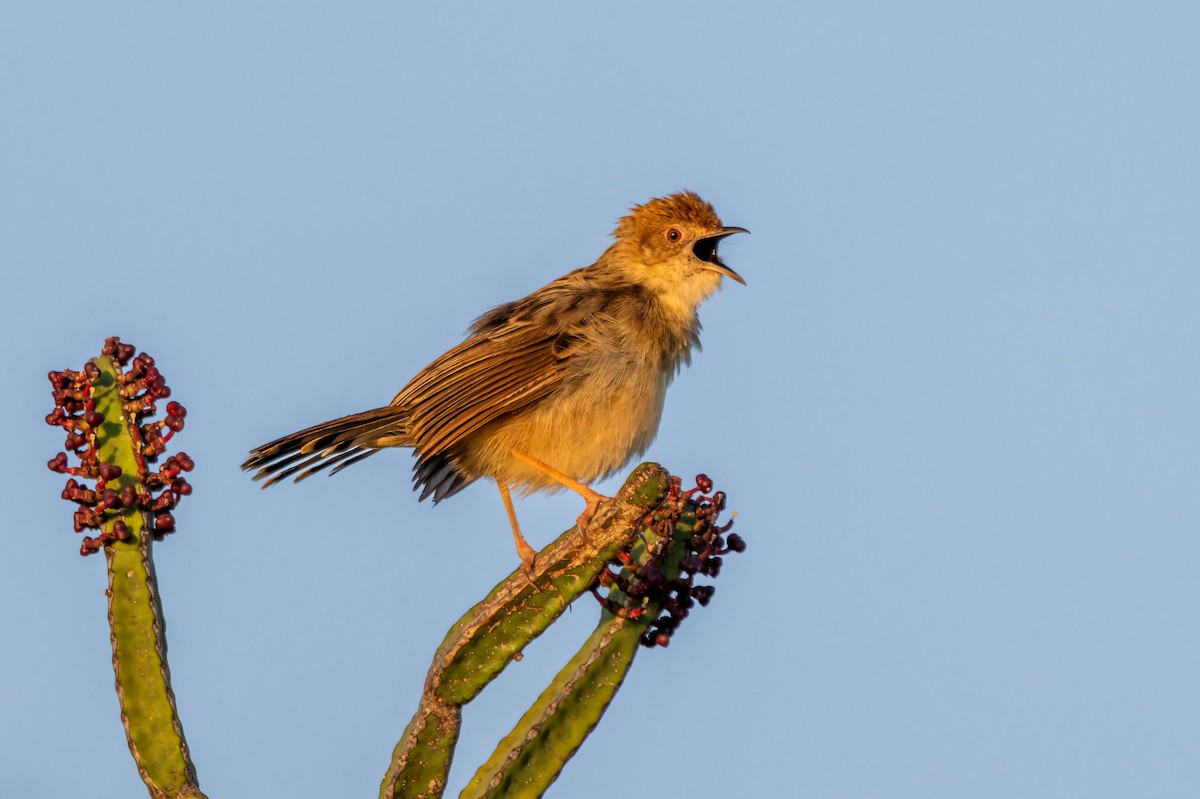 Rattling Cisticola - ML642965086