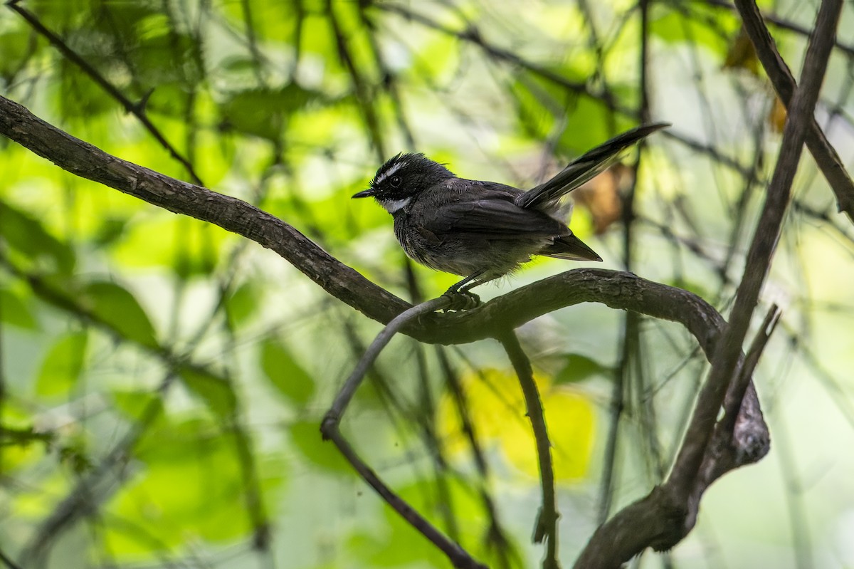 Spot-breasted Fantail - ML642965095