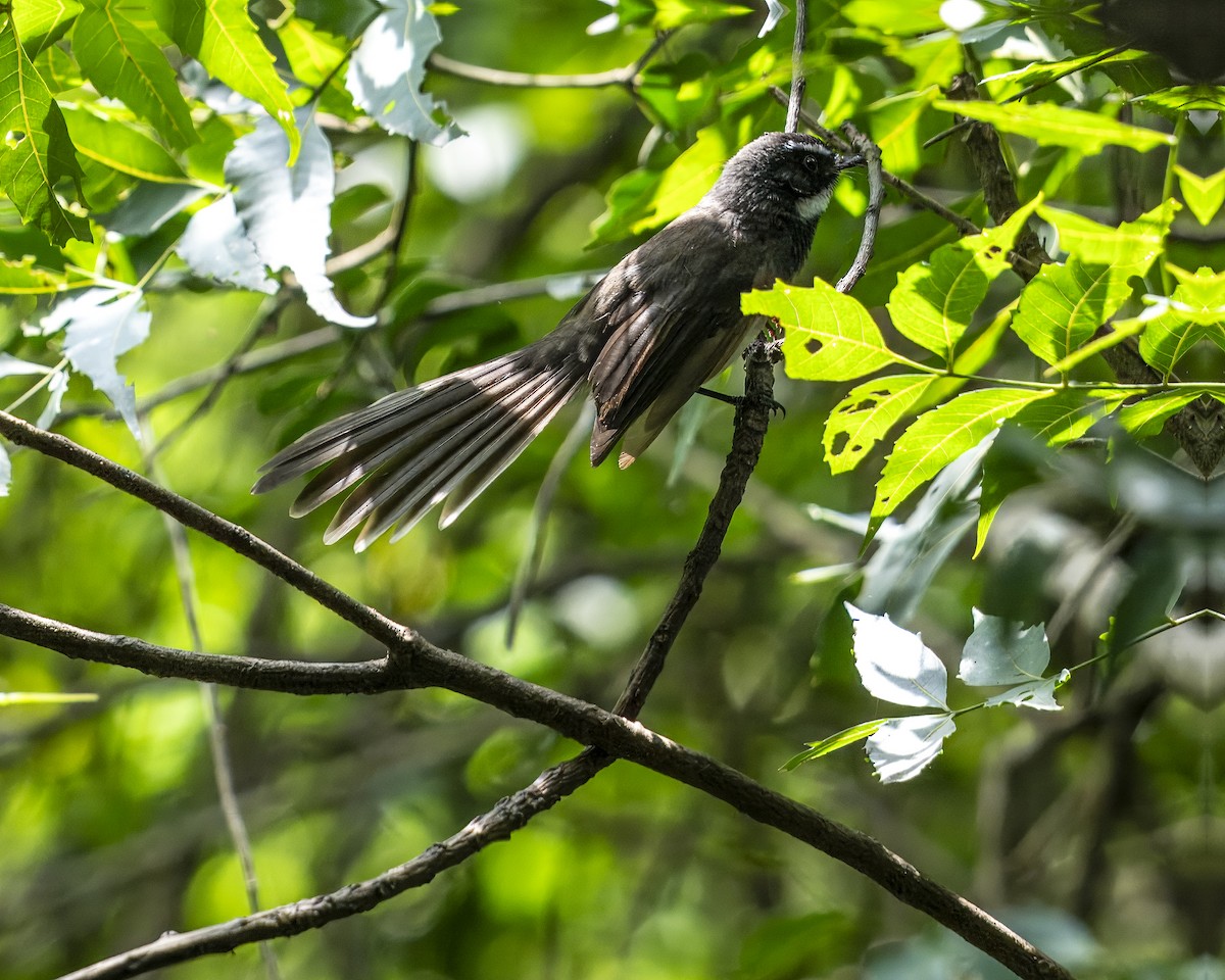 Spot-breasted Fantail - ML642965096