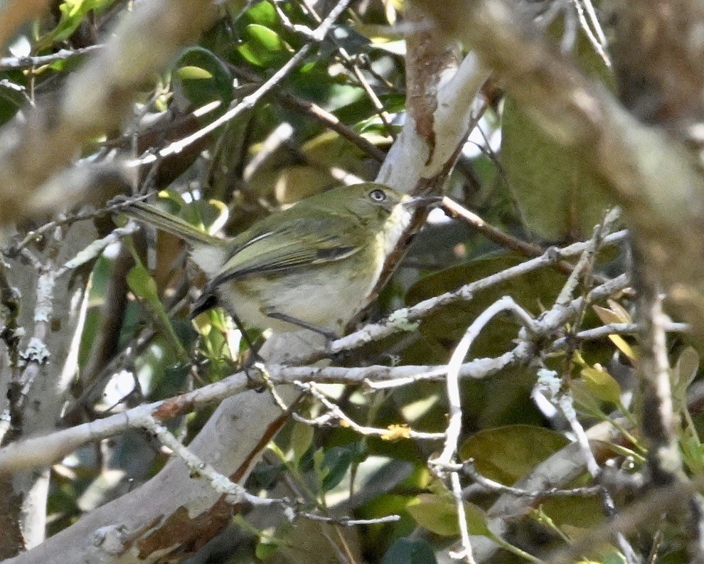 Hangnest Tody-Tyrant - ML642965097