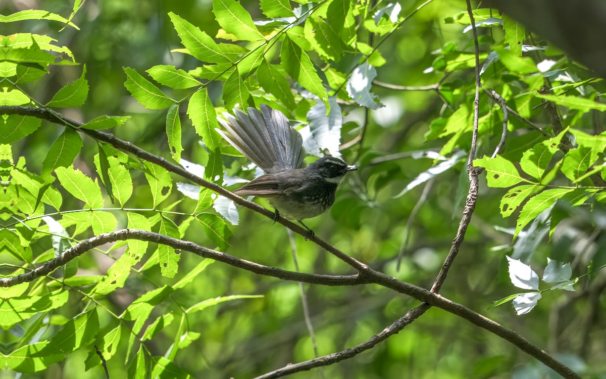 Spot-breasted Fantail - ML642965098