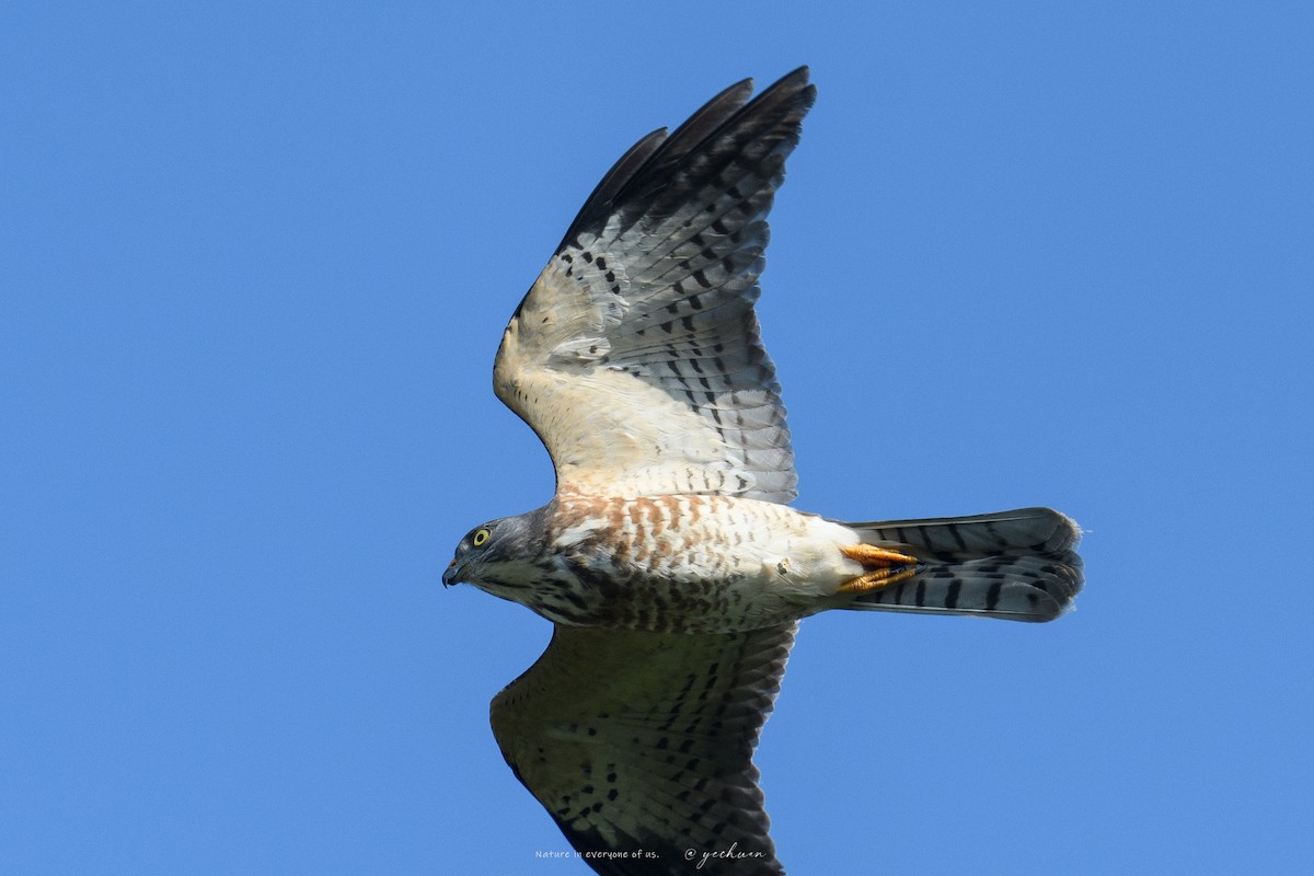 Chinese Sparrowhawk - ML642965100