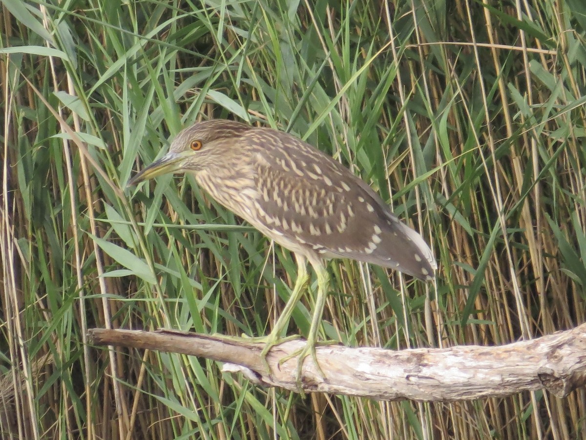 Black-crowned Night Heron - ML642965104