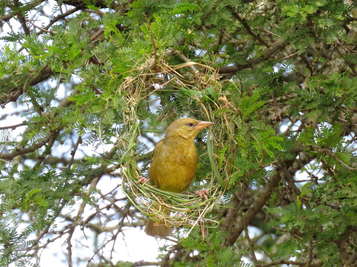 Cape Weaver - ML642965109