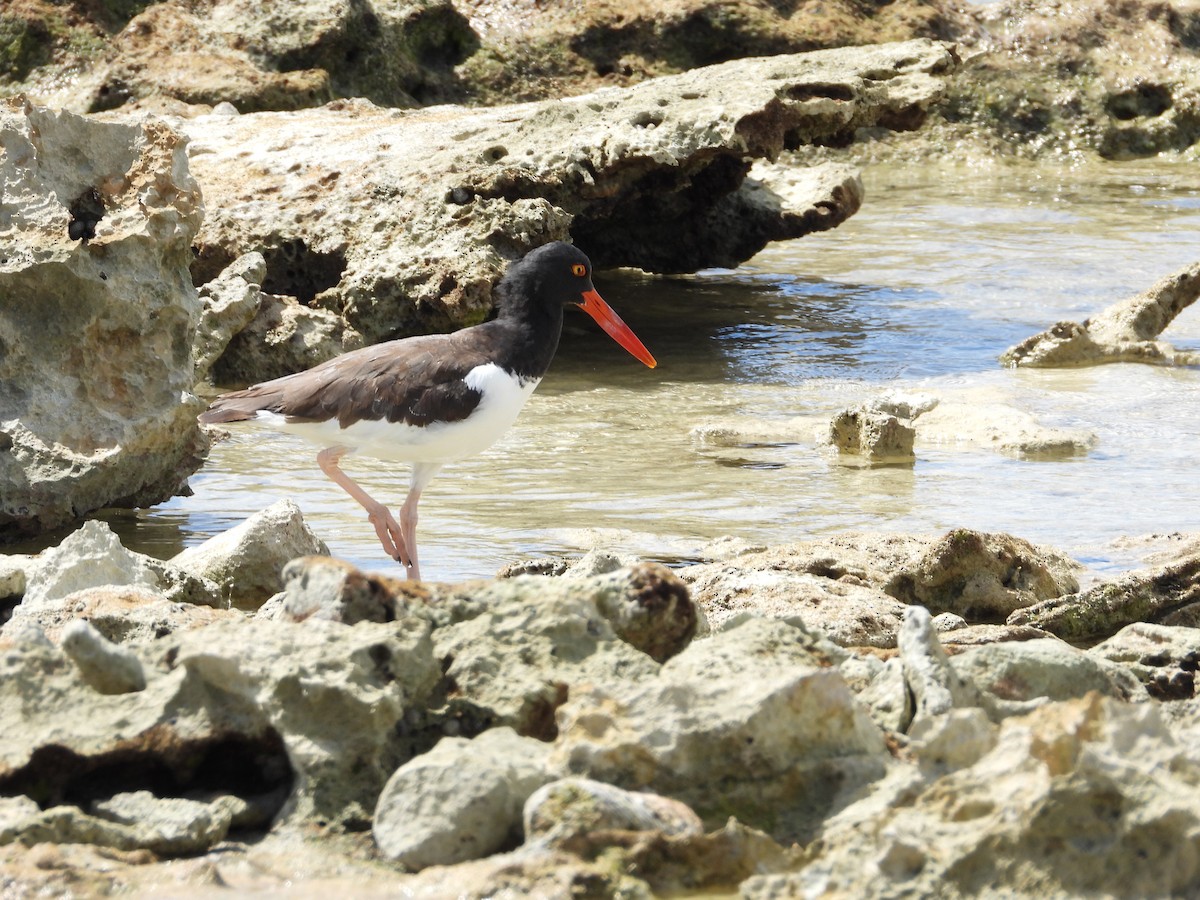 American Oystercatcher - ML642965123