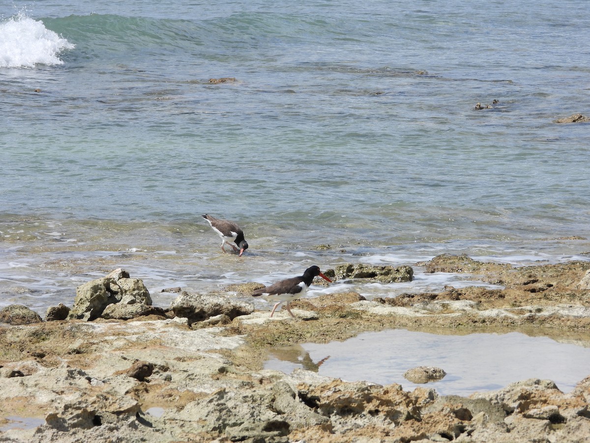 American Oystercatcher - ML642965124
