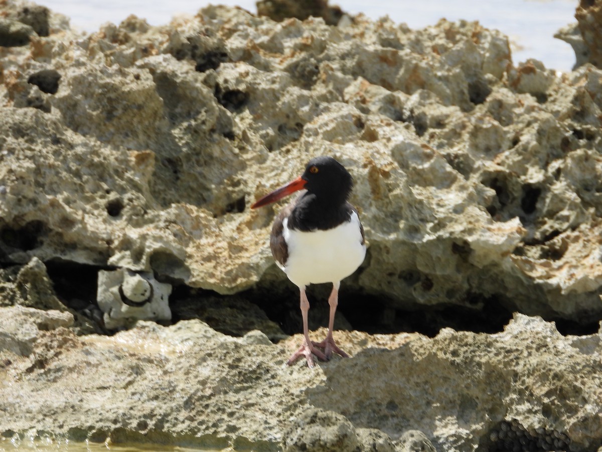 American Oystercatcher - ML642965125