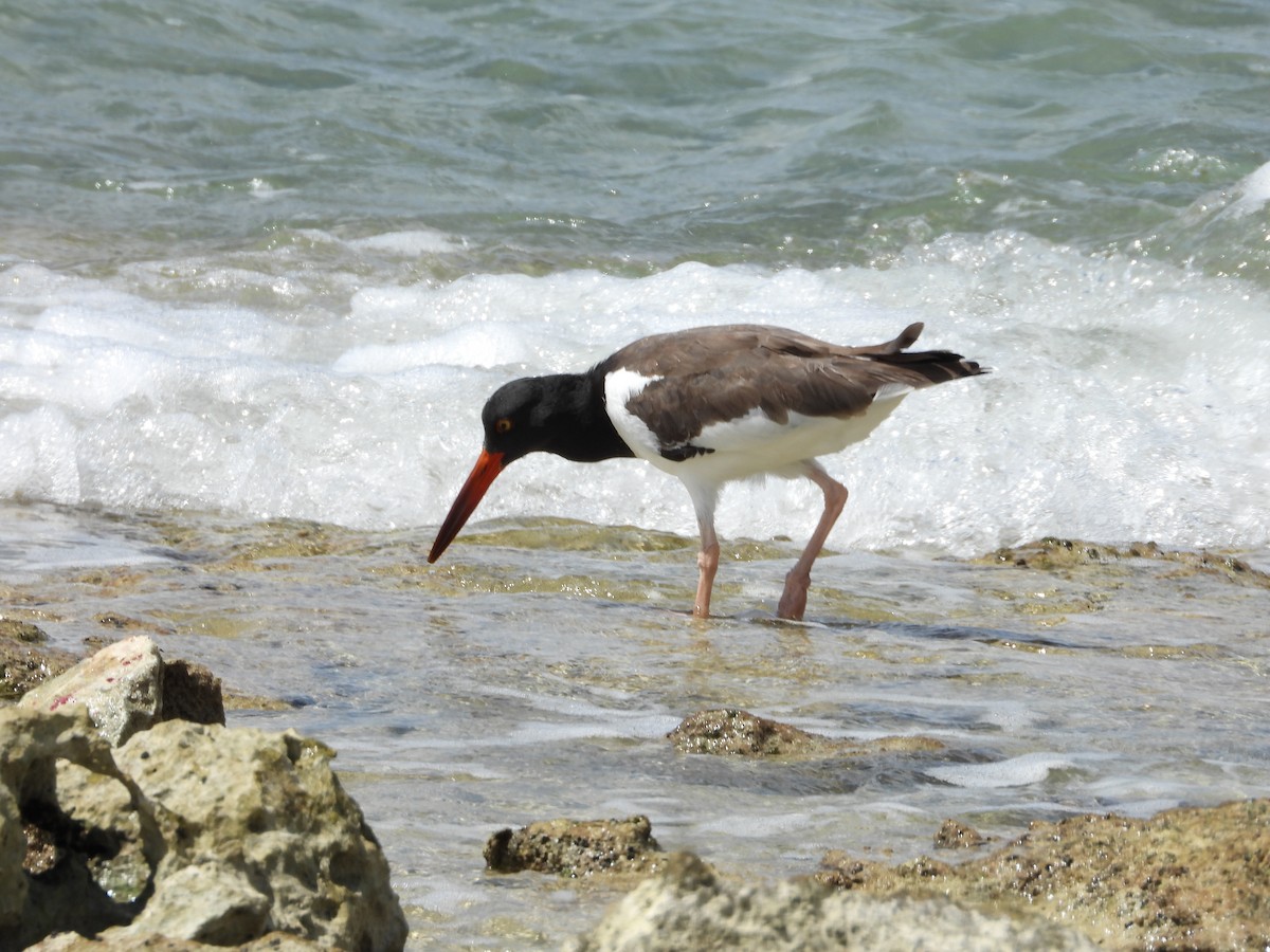 American Oystercatcher - ML642965126