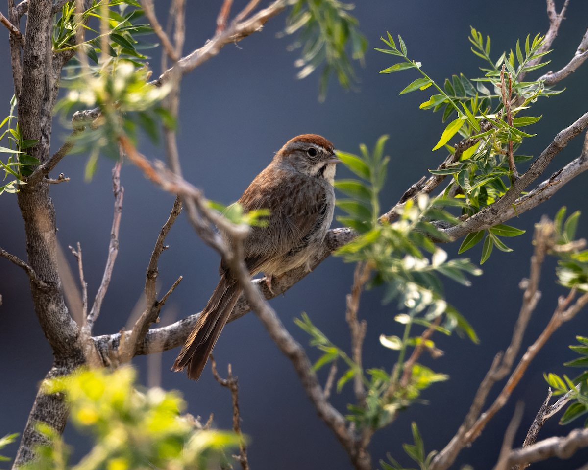 Rufous-crowned Sparrow - ML642965142