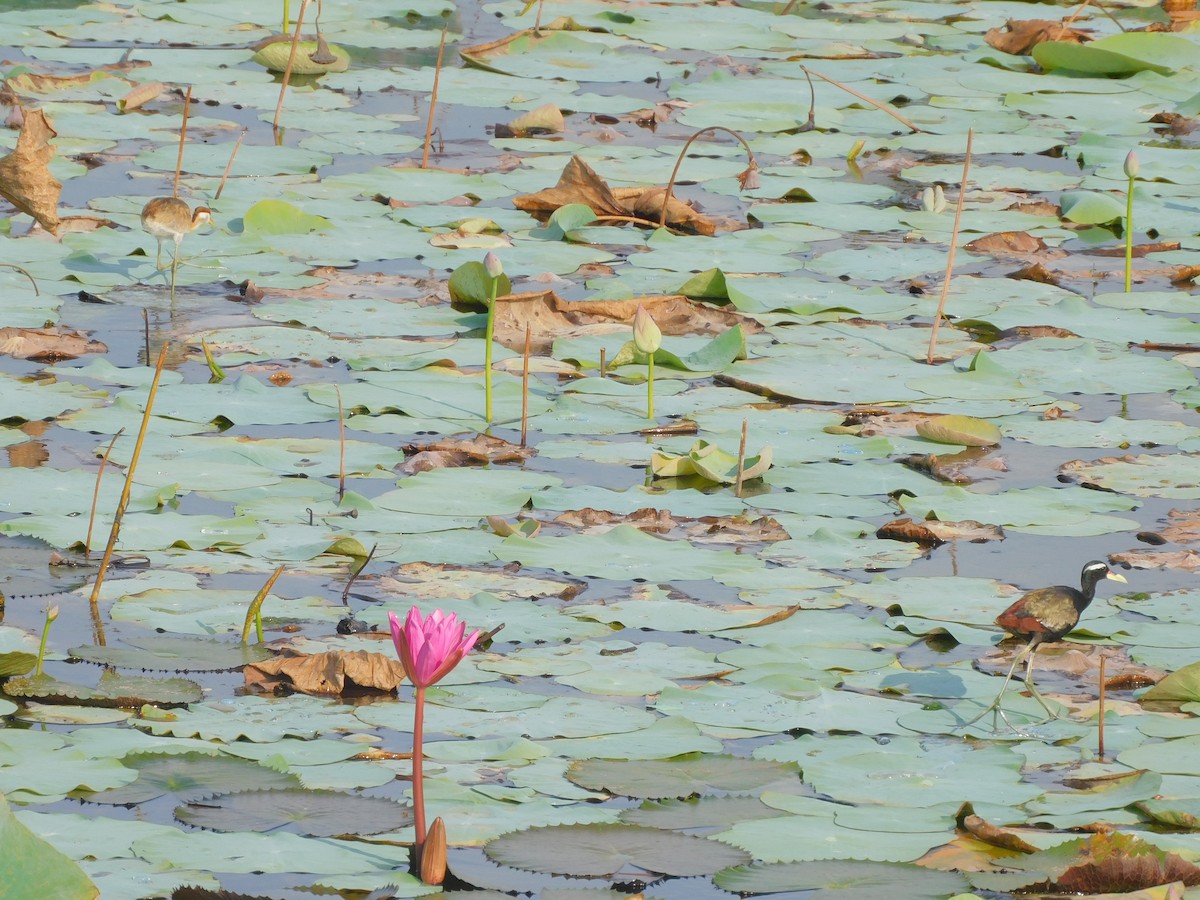 Bronze-winged Jacana - ML642965143