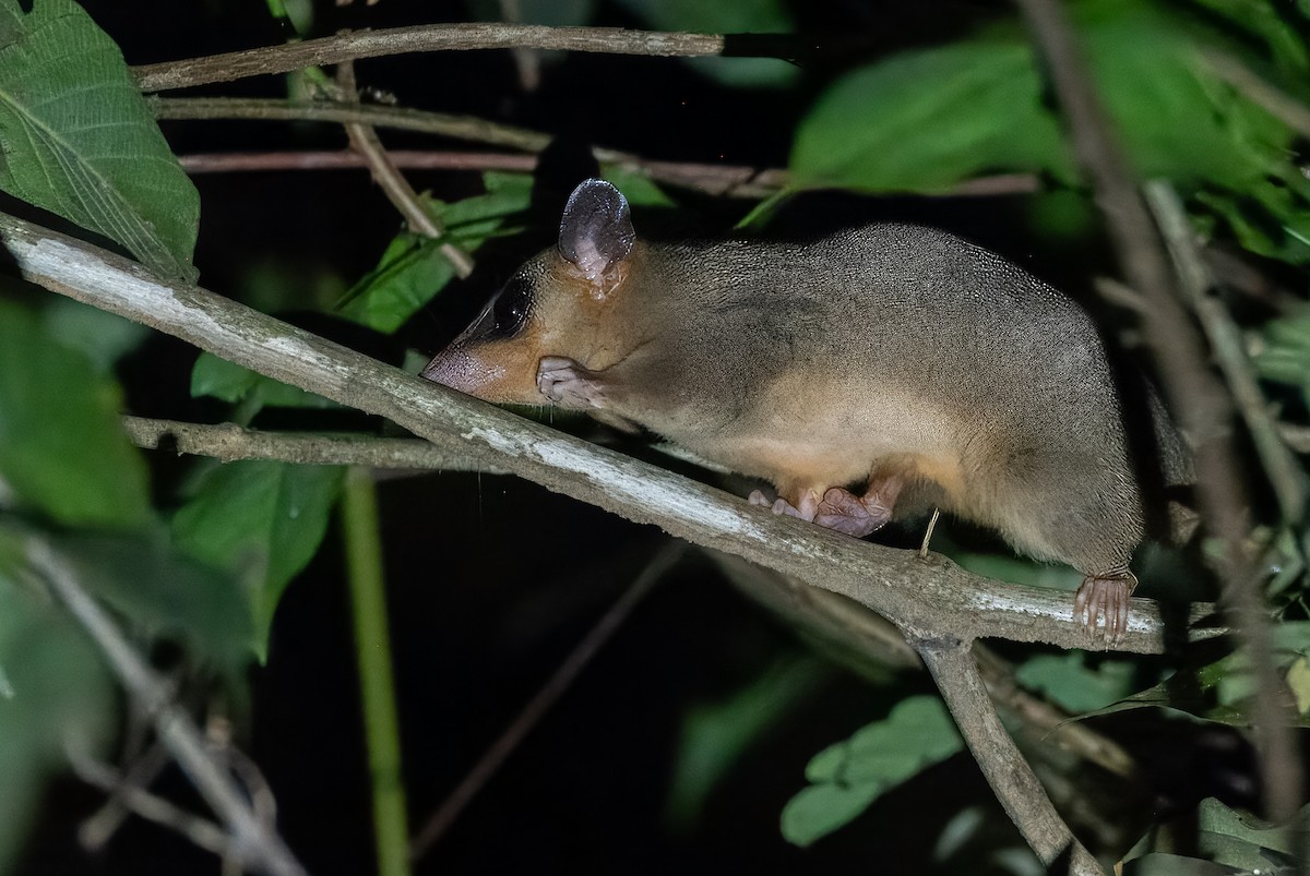Linnaeus's Mouse Opossum - ML642965145