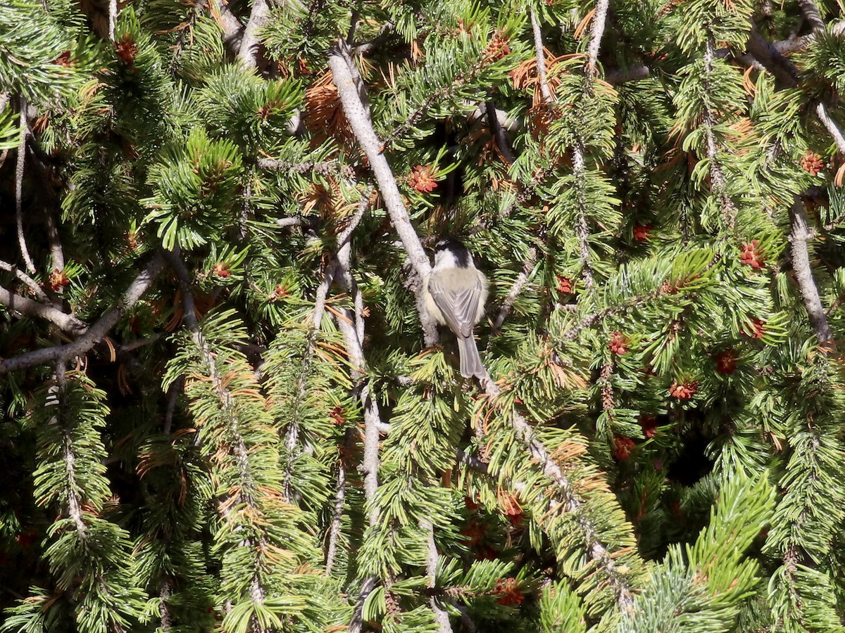 Mountain Chickadee - ML642965153