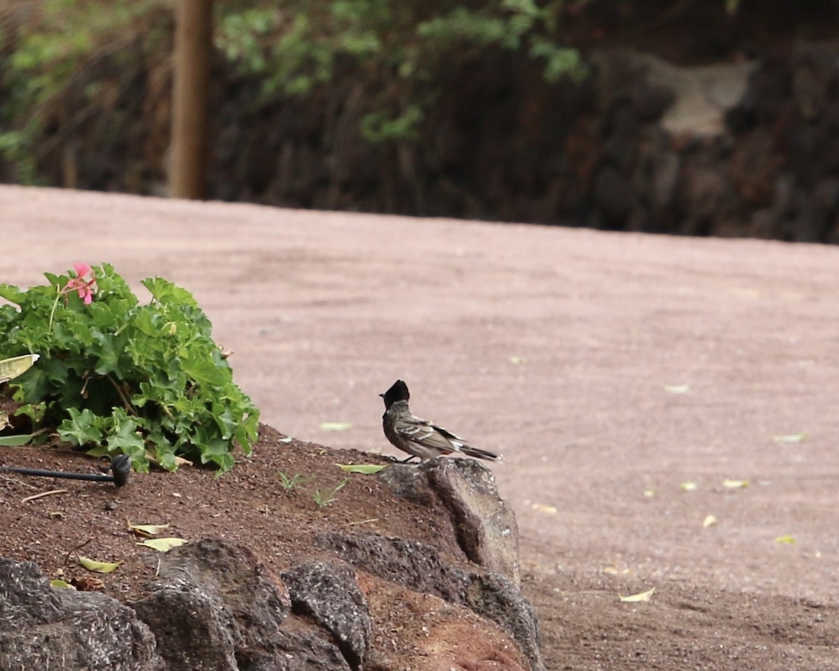 Бюльбюль червоногузий - ML642965161