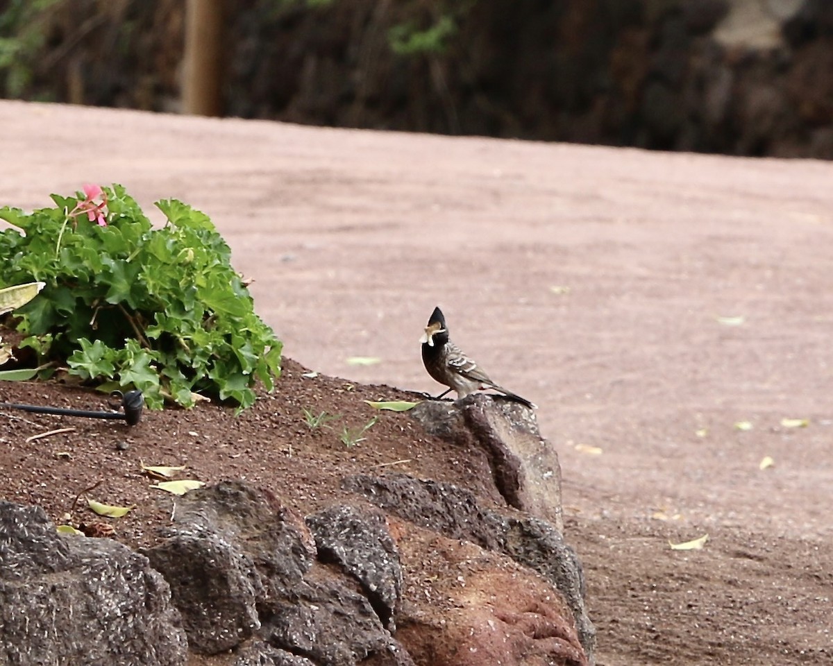 Бюльбюль червоногузий - ML642965169