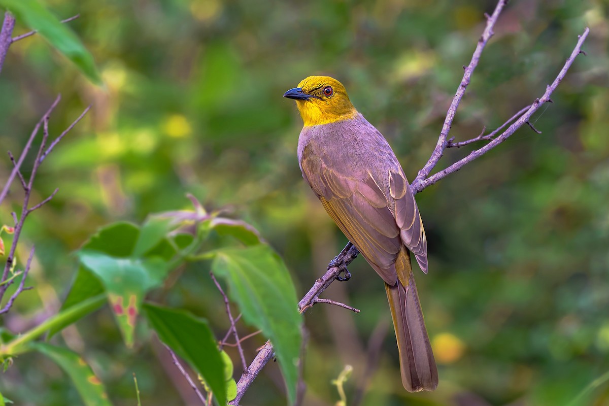 Yellow-throated Bulbul - ML642965182