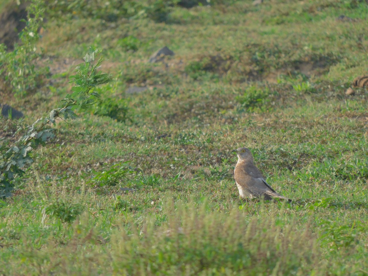 Common Hawk-Cuckoo - ML642965185