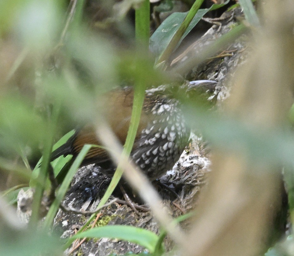 Sharp-tailed Streamcreeper - ML642965190