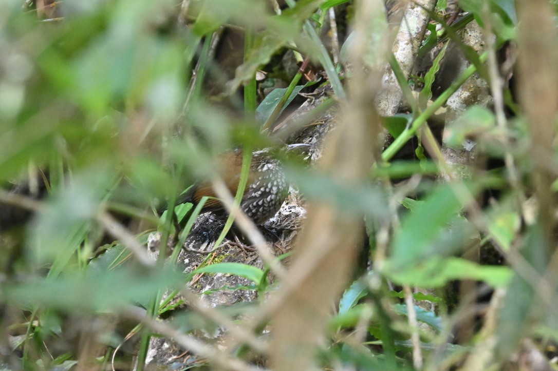 Sharp-tailed Streamcreeper - ML642965193