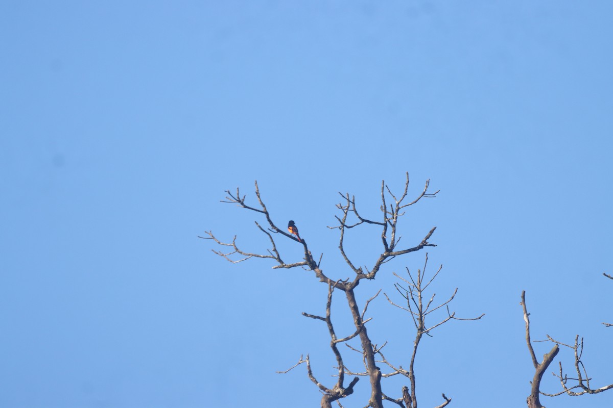 Orange Minivet - ML642965198