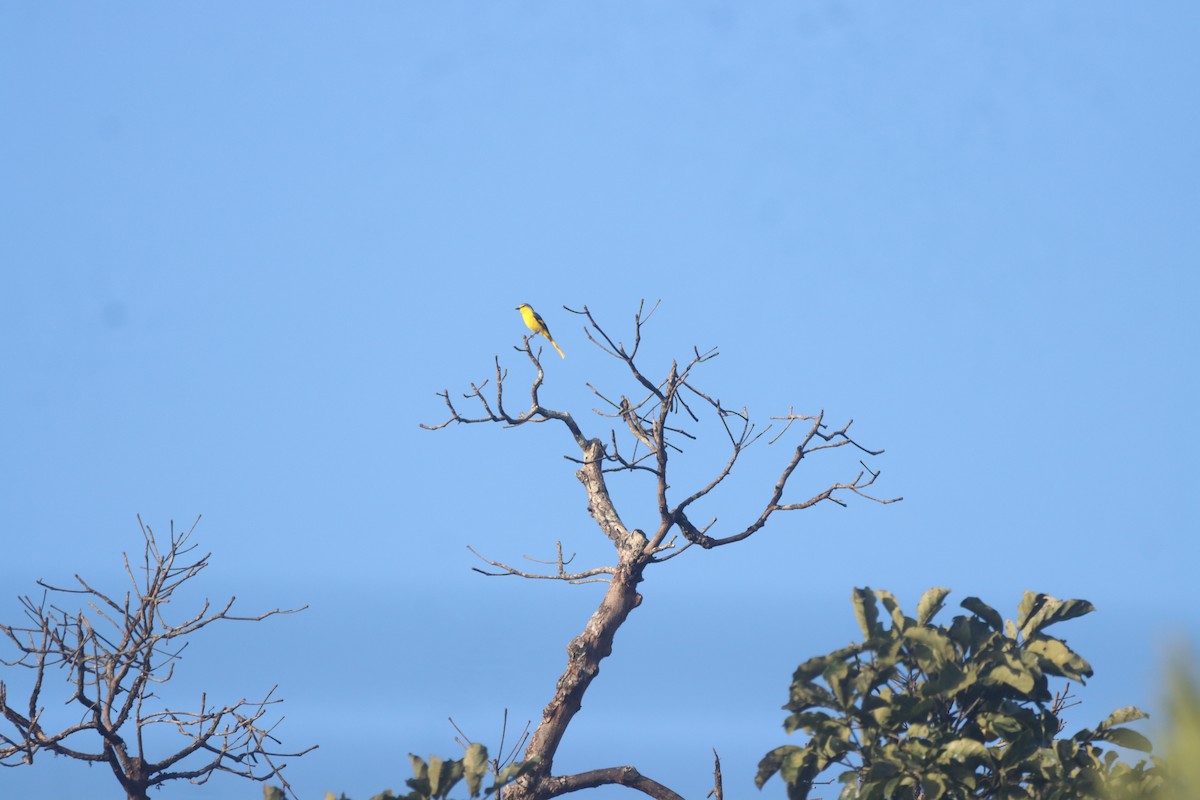 Orange Minivet - ML642965199