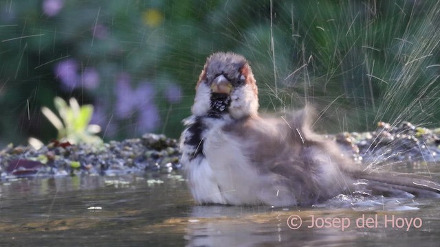 House Sparrow - ML642965208