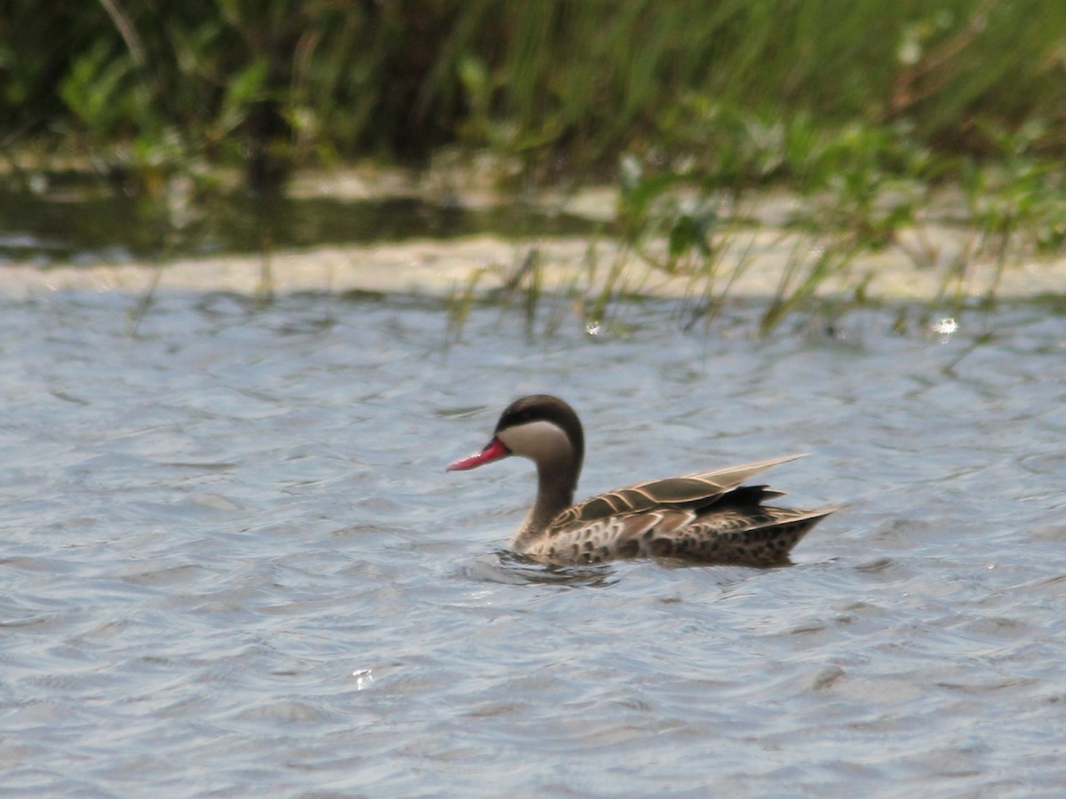 Red-billed Duck - ML642965225