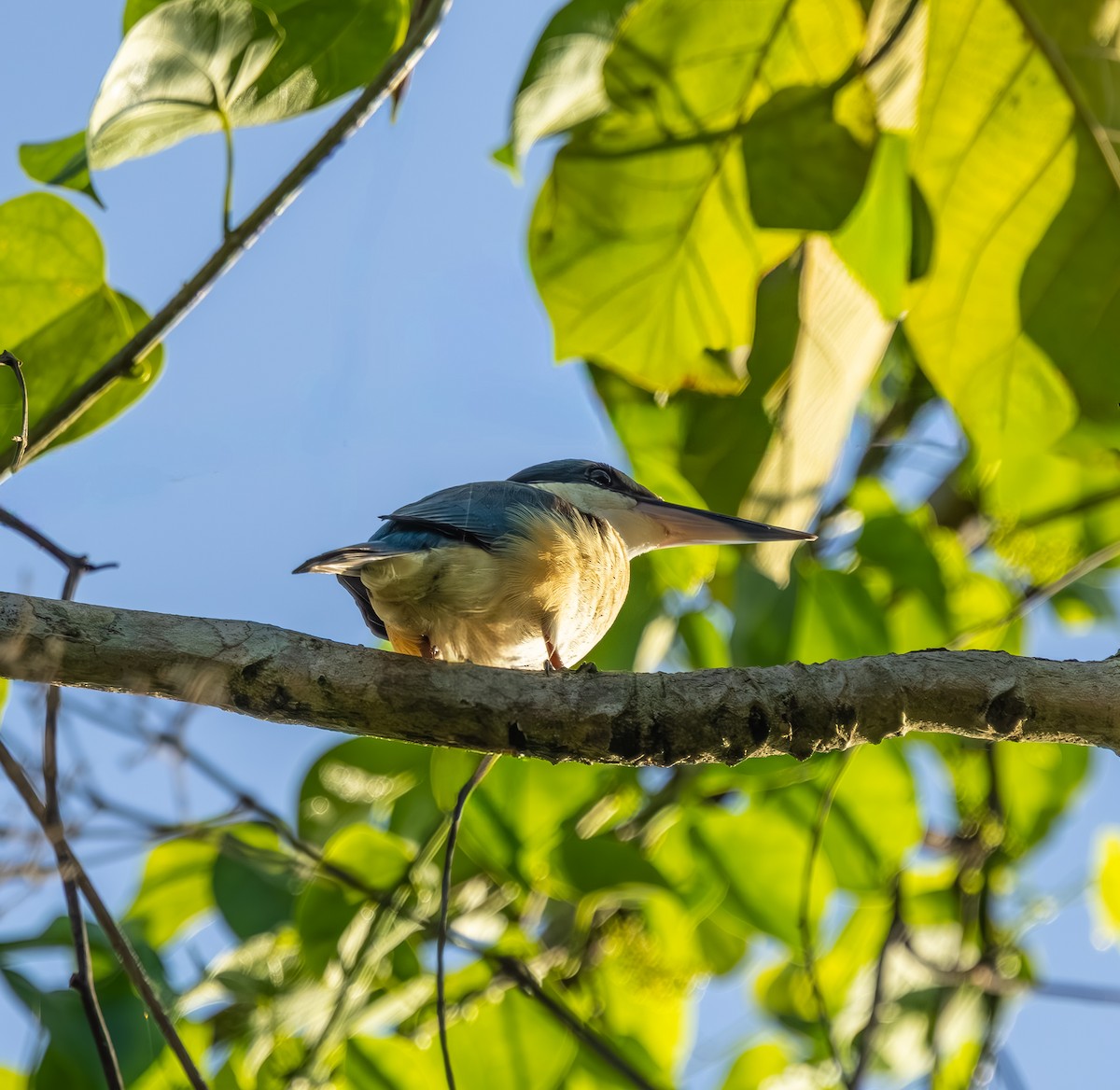 Sacred Kingfisher - ML642965233