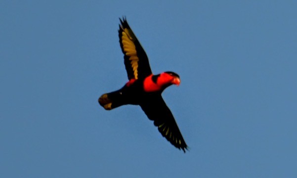 Black-capped Lory - ML642965242