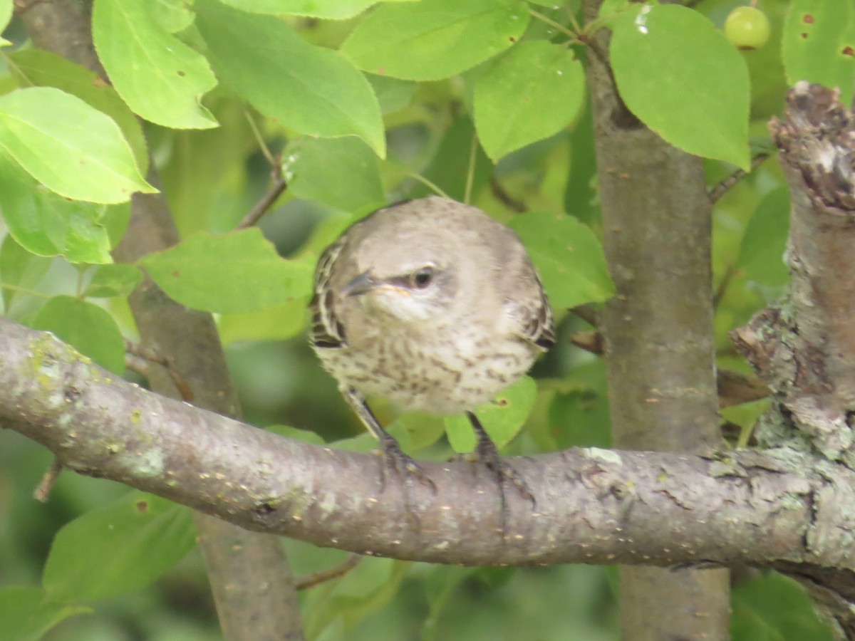 Northern Mockingbird - ML642965253