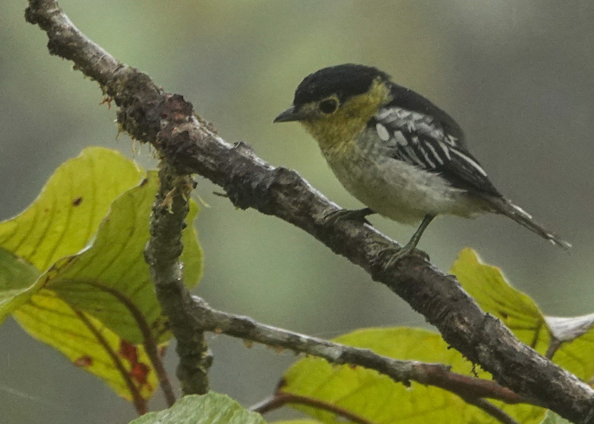 Barred Becard - ML642965267