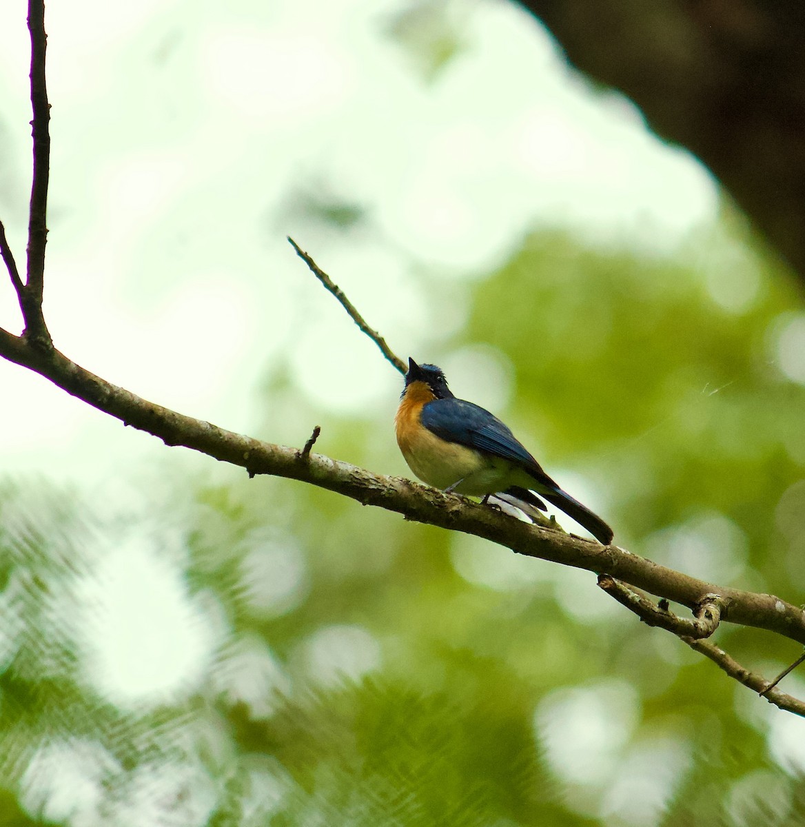 Tickell's Blue Flycatcher - ML642965285