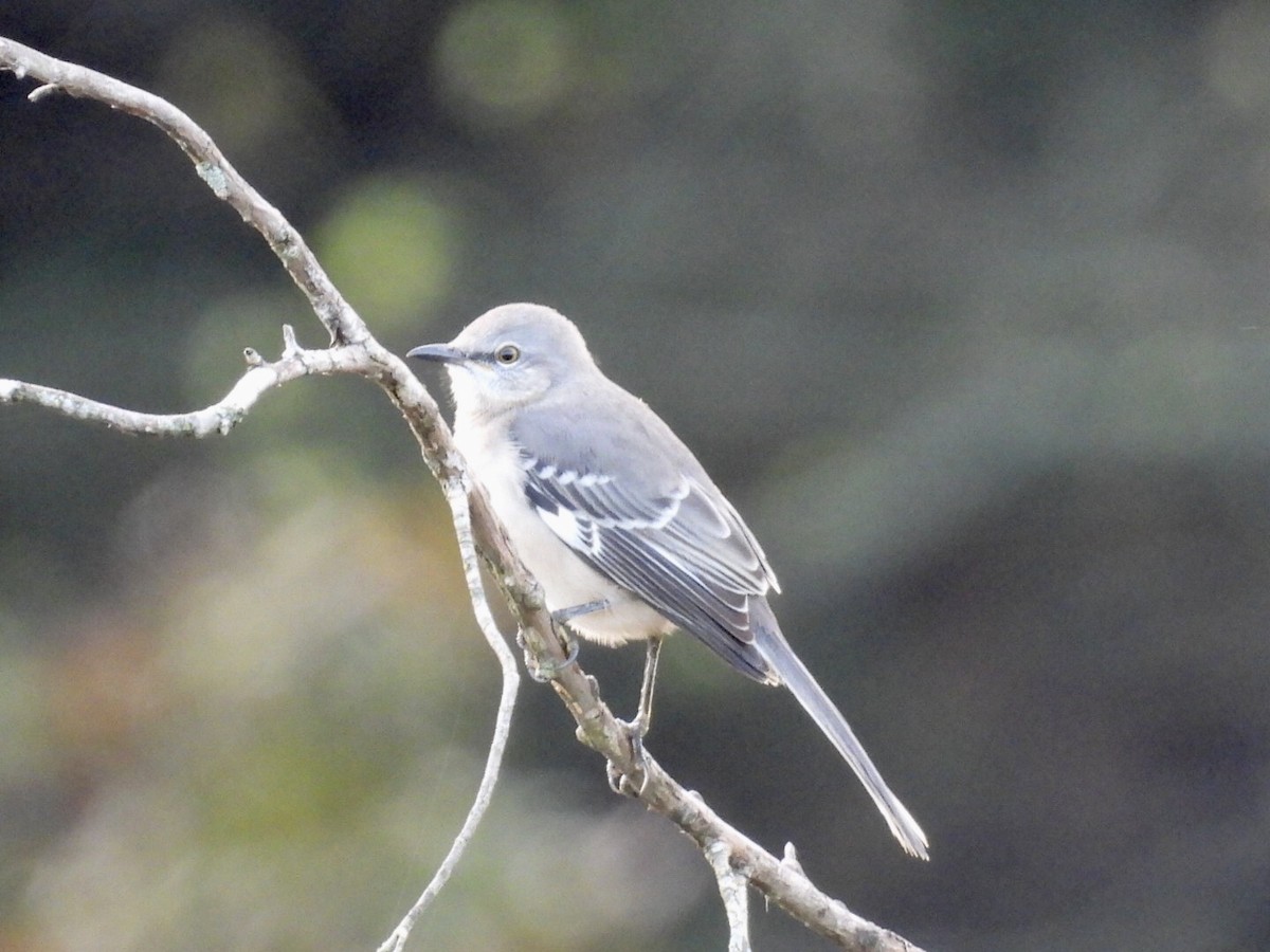 Northern Mockingbird - ML642965286