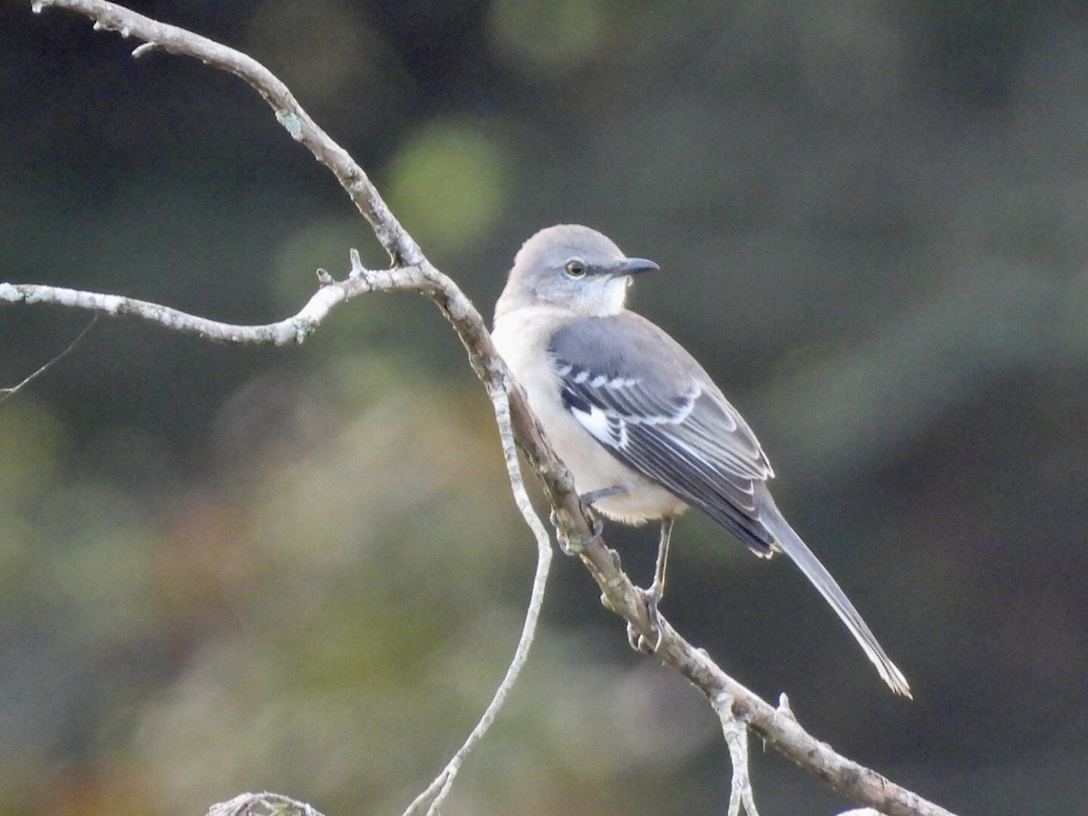 Northern Mockingbird - ML642965287