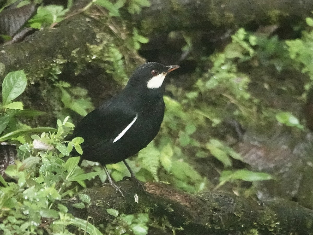 Black Solitaire - ML642965292