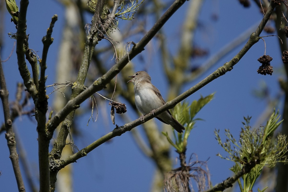 Garden Warbler - ML642965314