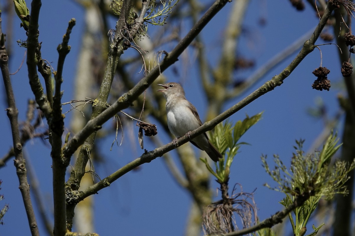 Garden Warbler - ML642965318