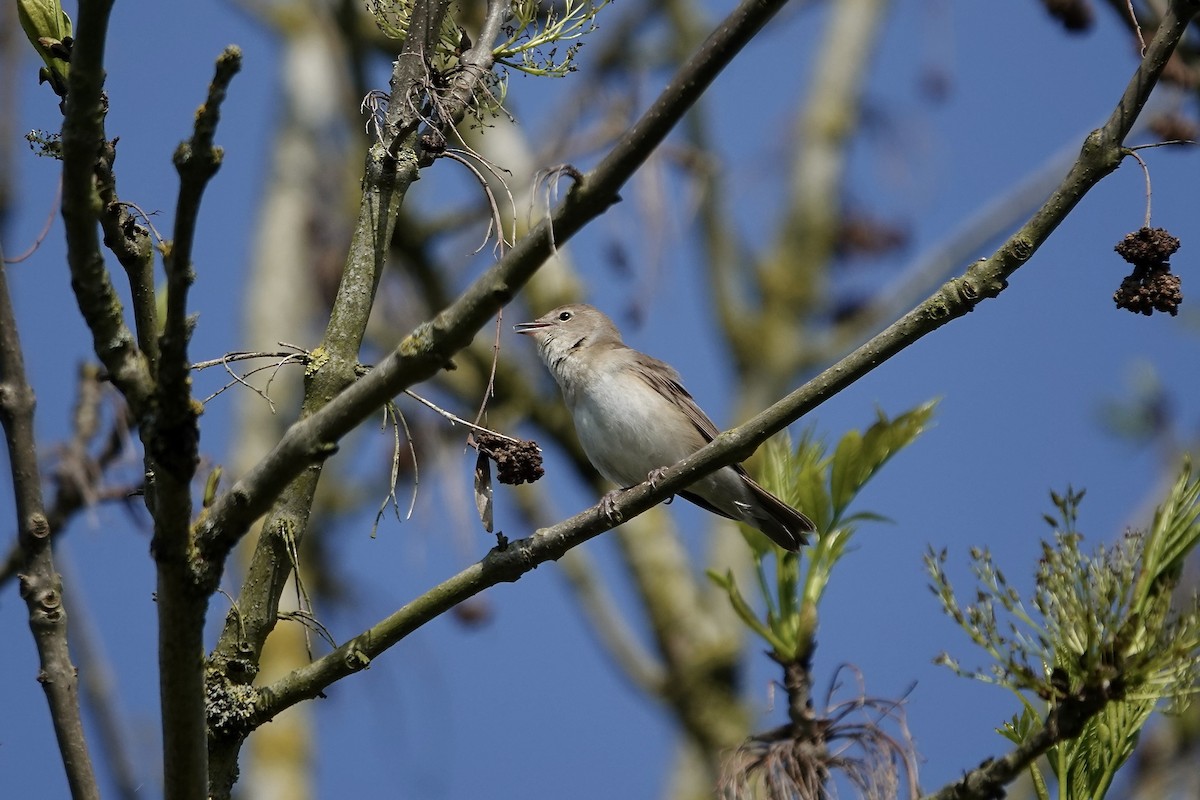 Garden Warbler - ML642965319
