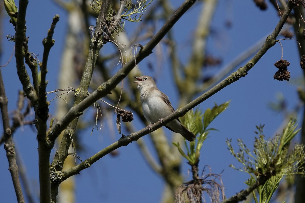 Garden Warbler - ML642965320